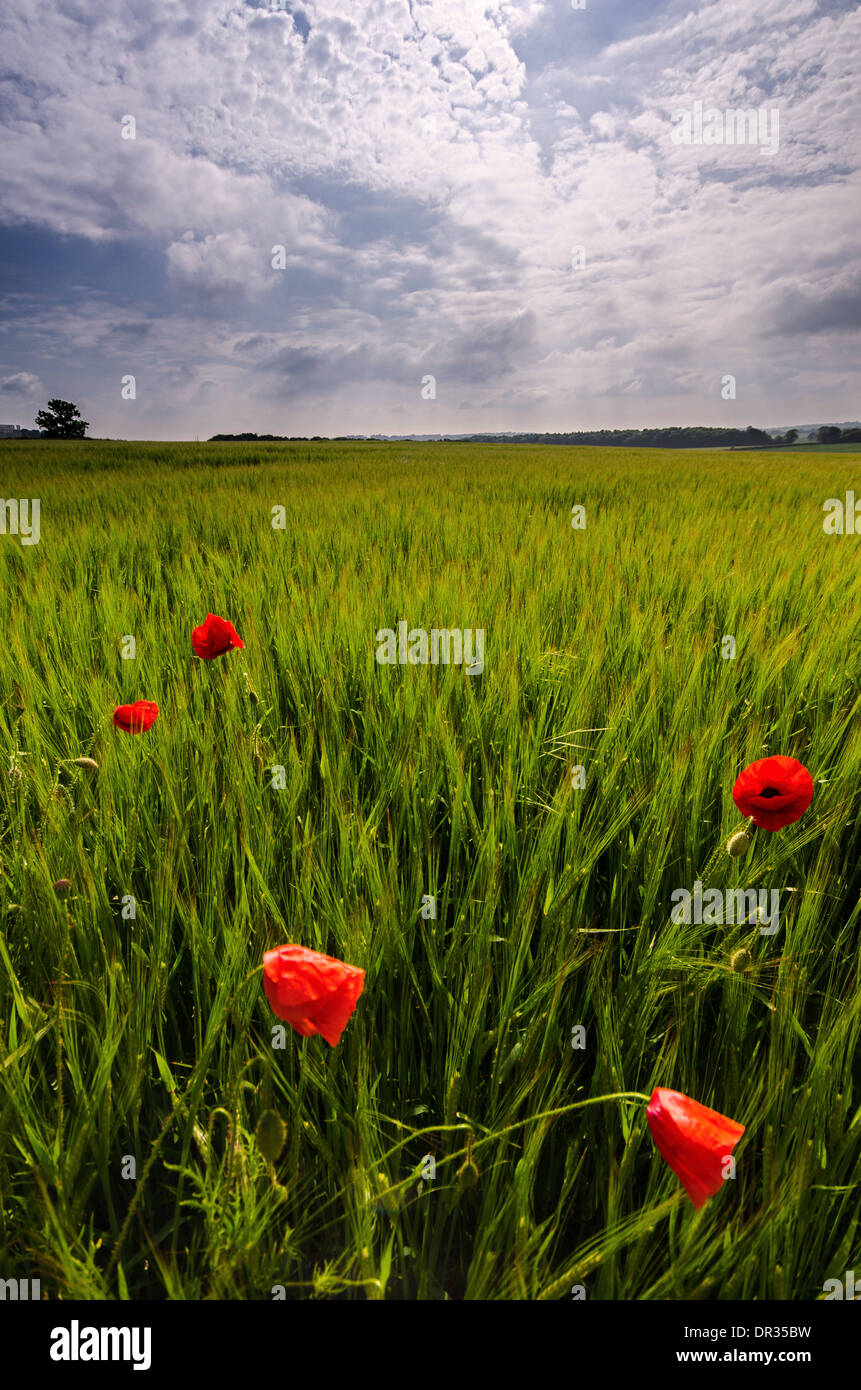 Schöne Darstellung der Mohn in den South Downs National park Stockfoto