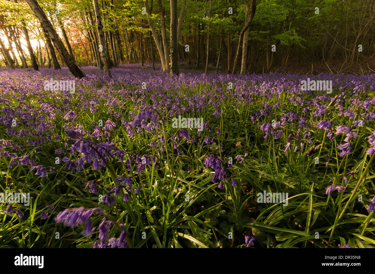 Glockenblumen in Vollfarbe im Frühjahr. Diese Wälder/Wald bedeckte bekommen und das letzte Licht des Tages trifft perfekt. Stockfoto