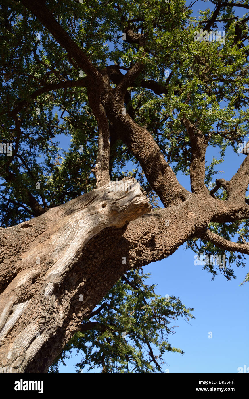 Der Arganbaum (Argania Spinosa) ist eine Baumart fand nur im südwestlichen Marokko.  Argan-Öl wird aus den Samen gewonnen. Stockfoto