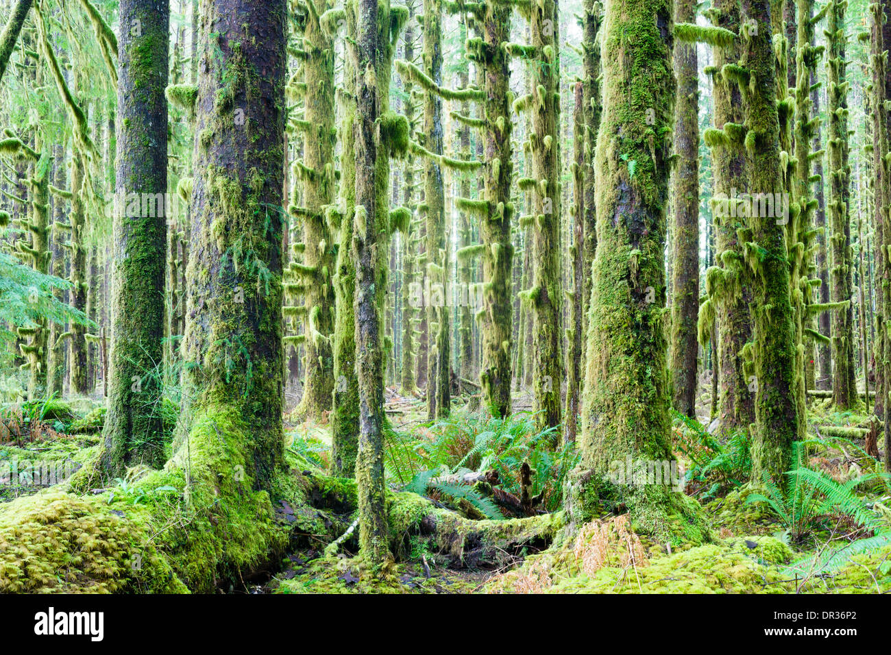 Zeder Bäume Deep Forest Green Moss überdachte Wachstum Hoh Regenwald Stockfoto