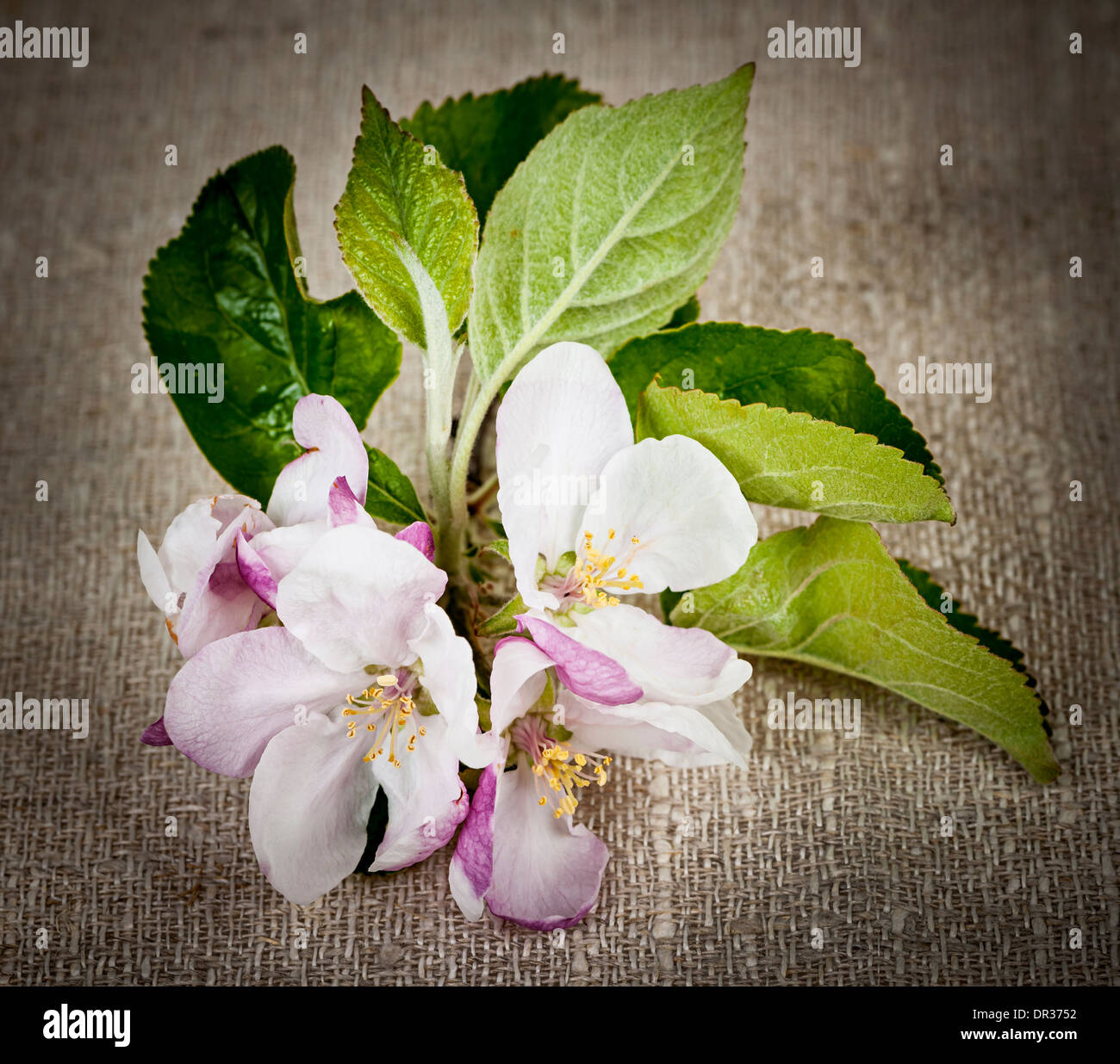 Pink Apple Blossom Closeup auf rustikalem Leinen Gewebe Stockfoto