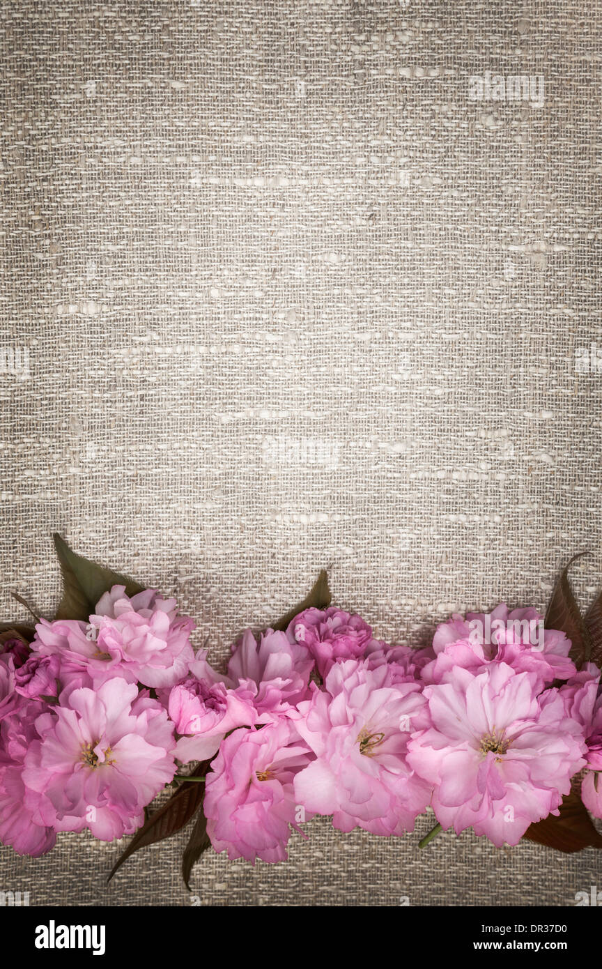 Grenze der rosa Kirschblüten Zeile auf natürlichen rustikalen Leinen Hintergrund Stockfoto