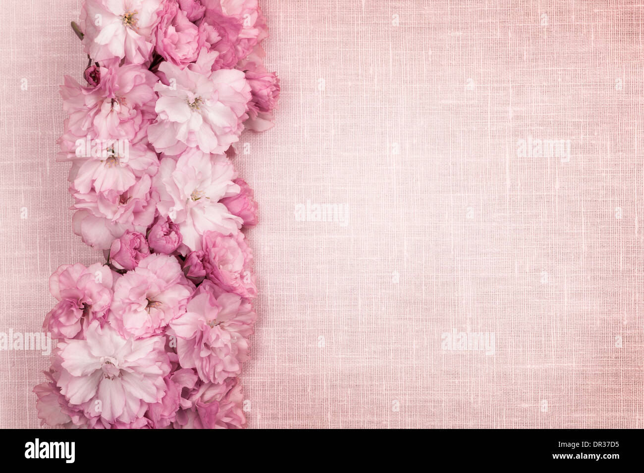 Grenze der rosa Kirschblüten Zeile mit Leinen Hintergrund Stockfoto