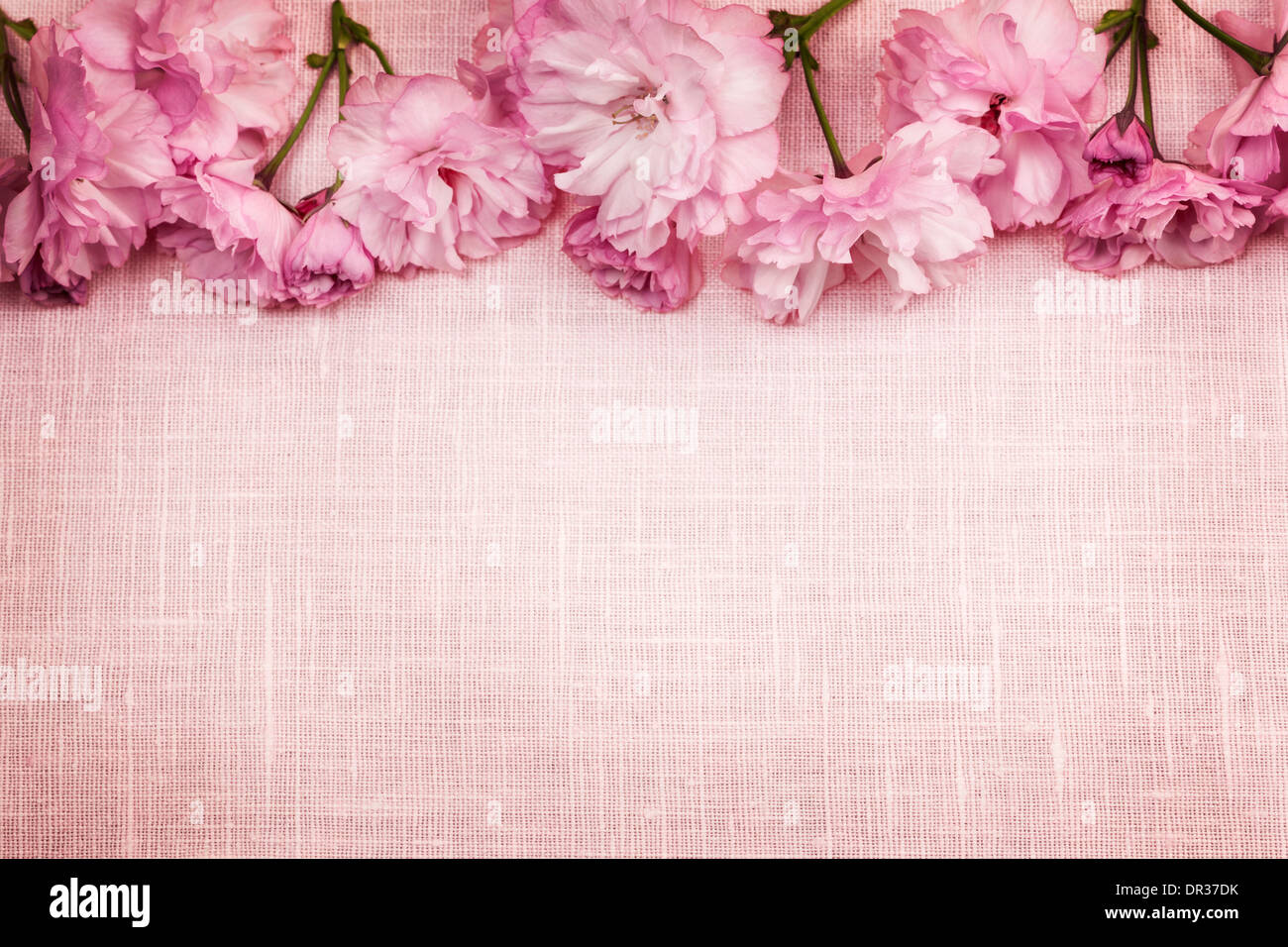 Grenze der rosa Kirschblüten Zeile mit Leinen Hintergrund Stockfoto