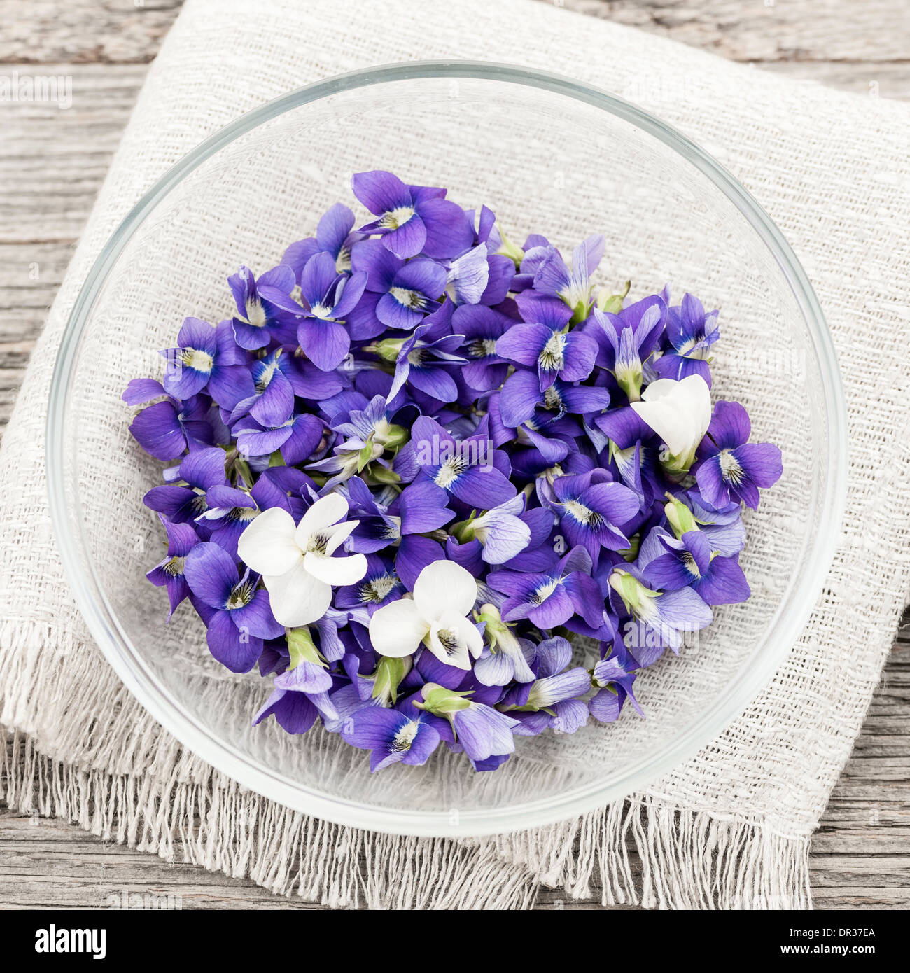 Sammelpflanzen essbare lila und weißen violetten Blüten in Schüssel von oben, quadratischen format Stockfoto