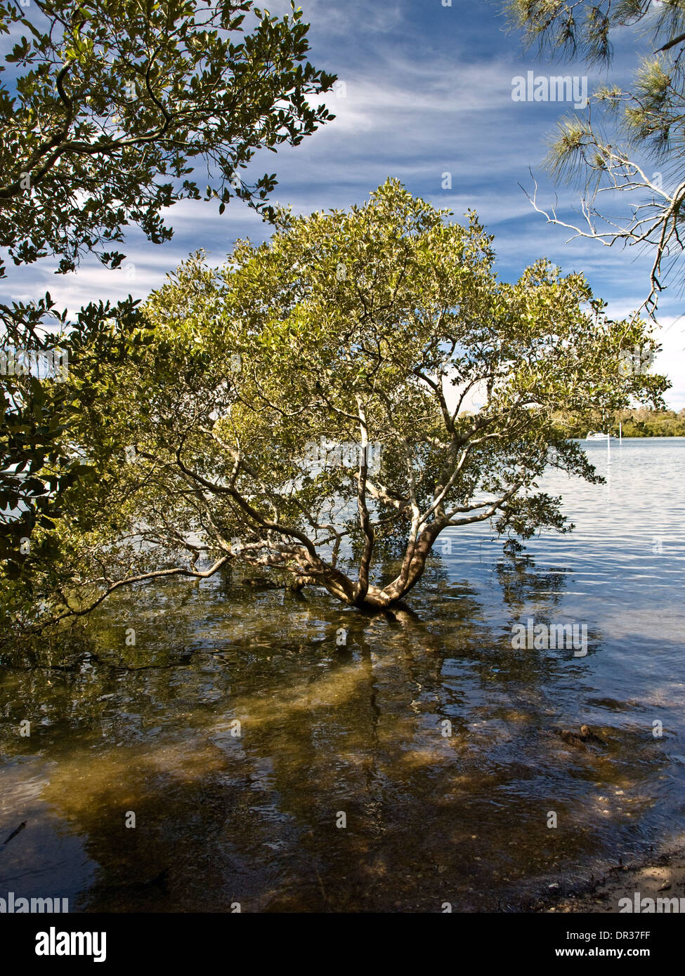 Mangroven (Avicennia Marina), Lemon Tree Passage, Port Stephens, NSW, Australien Stockfoto