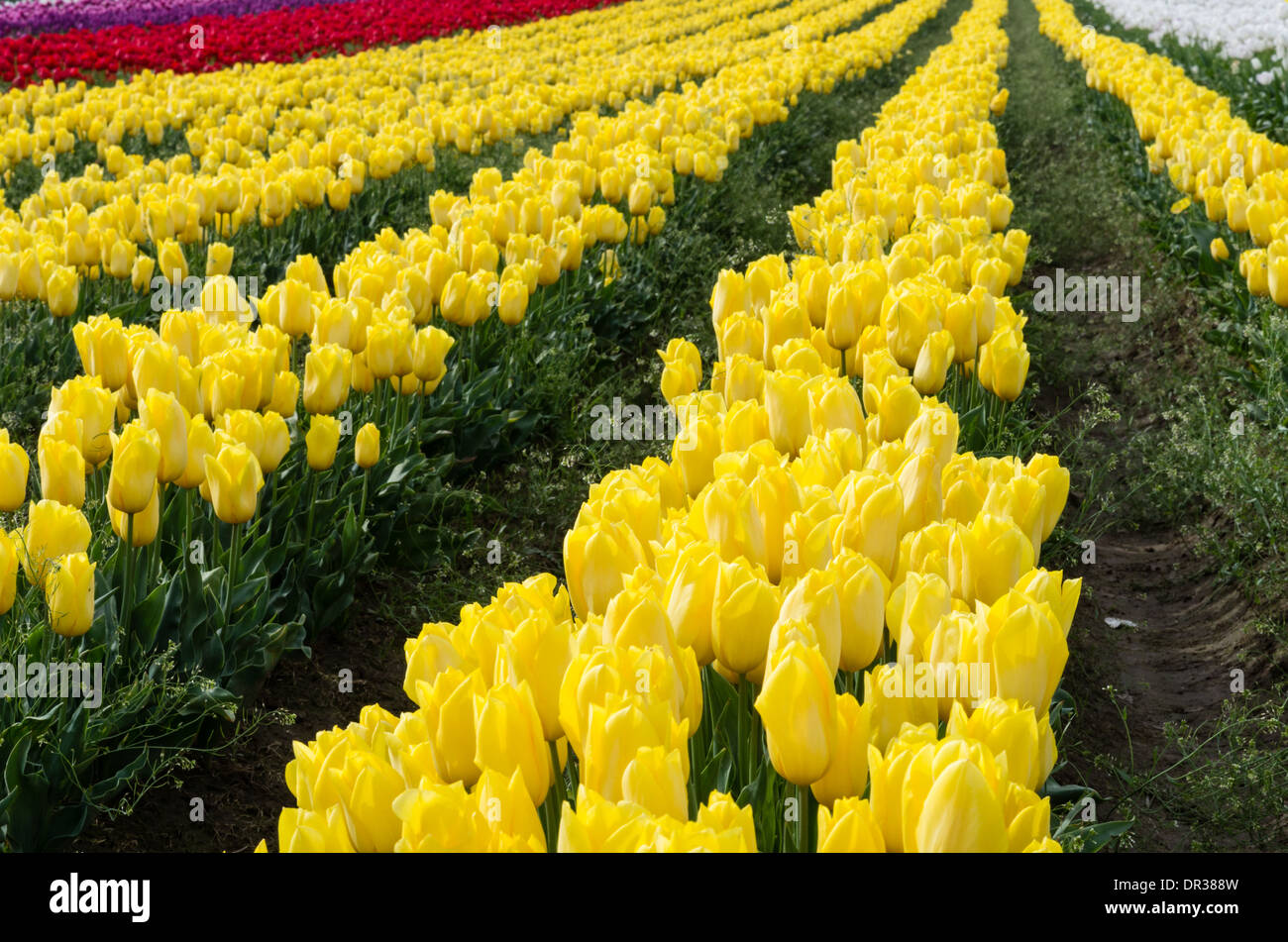 Gelbe Tulpen in Tulpenfelder blühen während der jährliche Tulpenfest.  Woodburn, Oregon Stockfoto