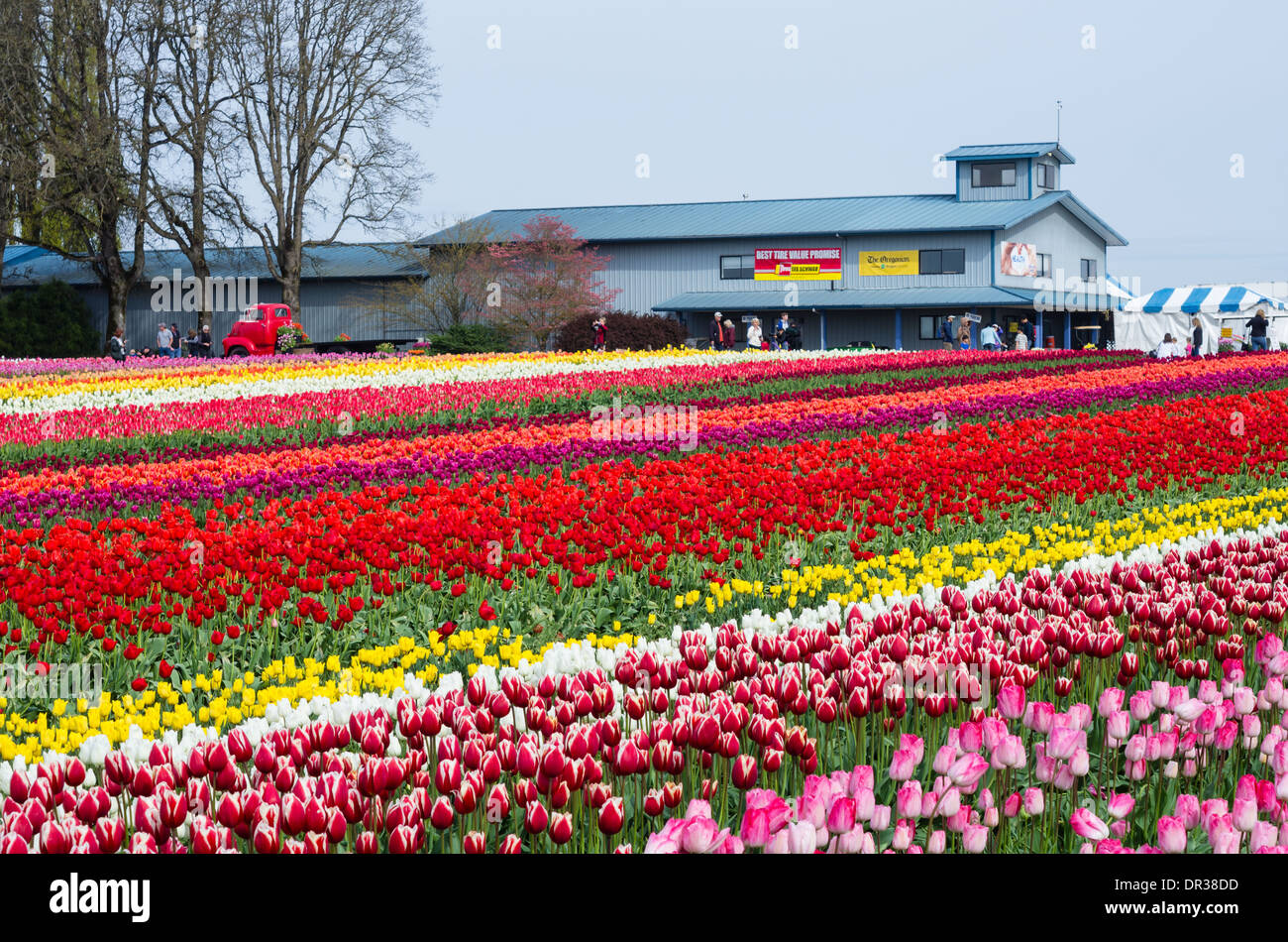Besucher genießen die helle Farbe der Reihen von Tulpen blühen während der jährliche Tulpenfest.  Woodburn, Oregon Stockfoto
