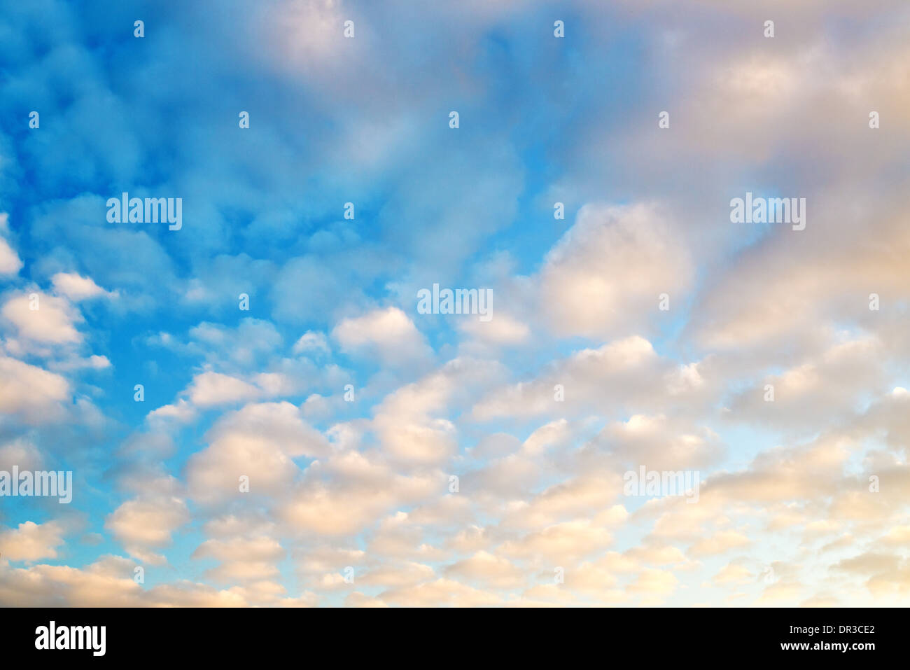 Rosa Wolken am Abendhimmel. Flauschige Wolken häufig für sonnige Wintertage. Stockfoto