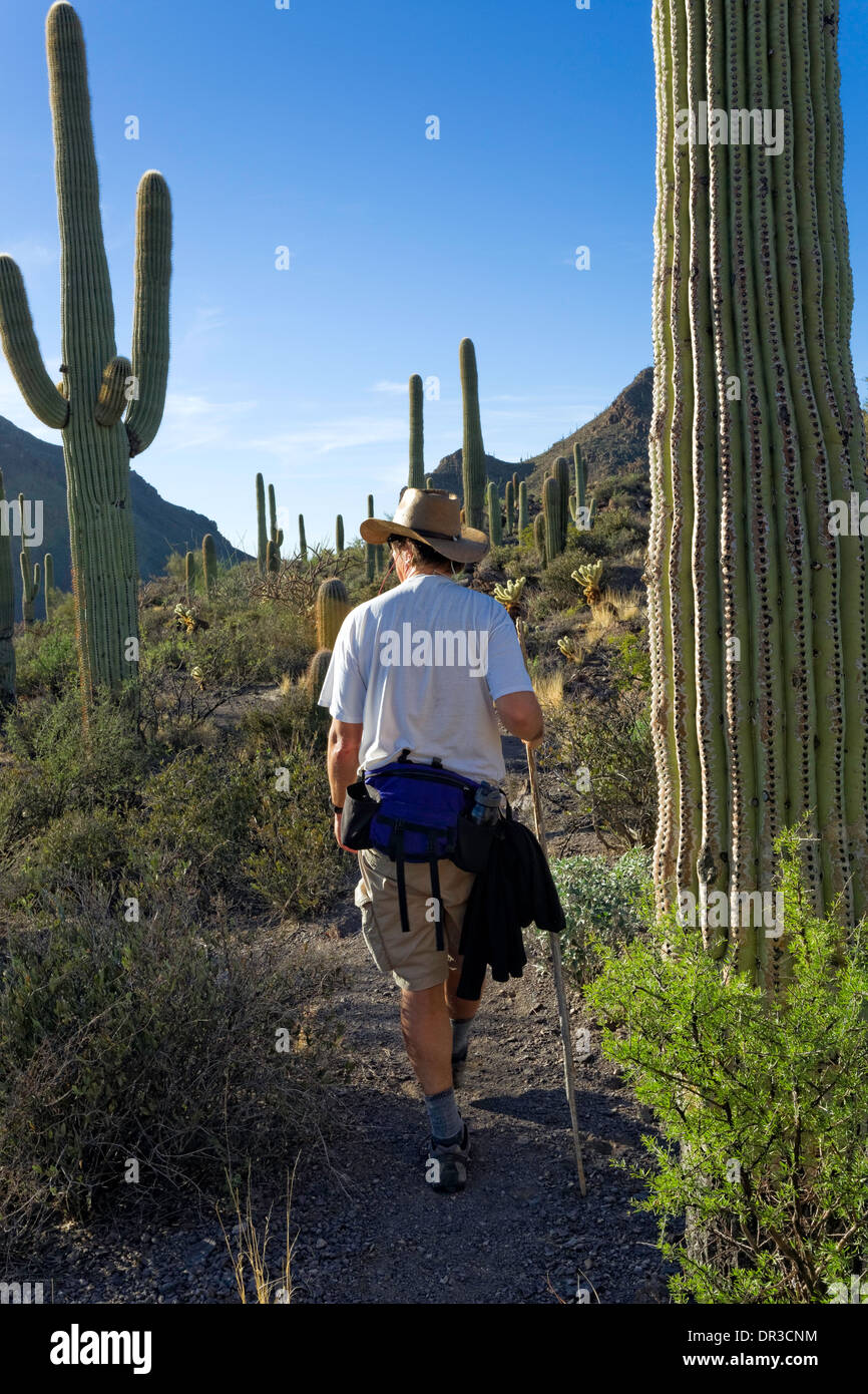 Wandern in der Wüste, Tucson Berge, Wandern in der Wüste, Tucson Berge, Saguaro National Park, West, Tucson Arizona Stockfoto