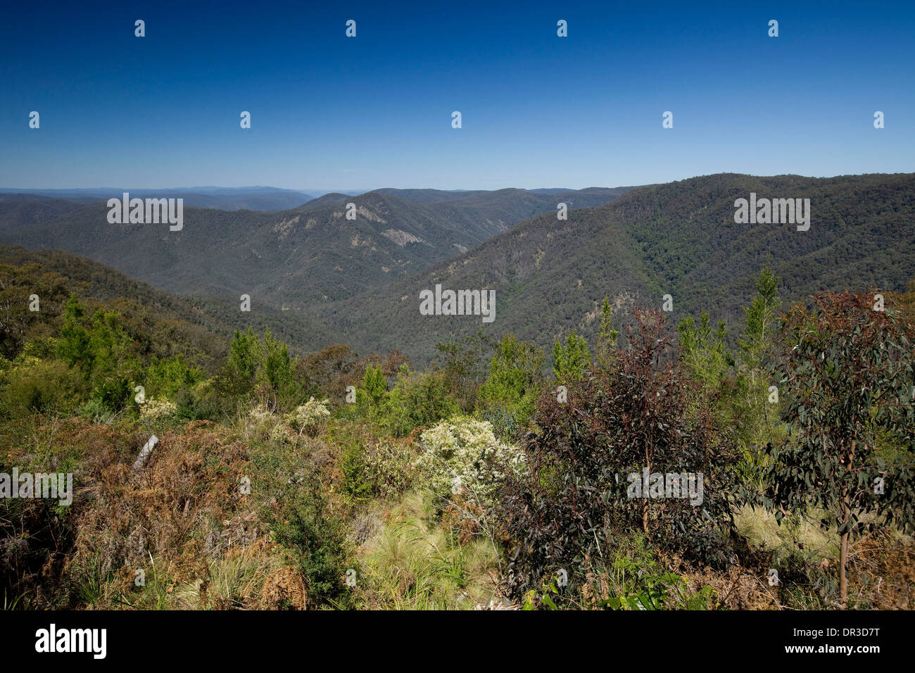 Spektakuläre Aussicht auf die Berge / bewaldete Täler der Great Dividing Range von Lookout in Gibraltar reicht National Park NSW Aust Stockfoto