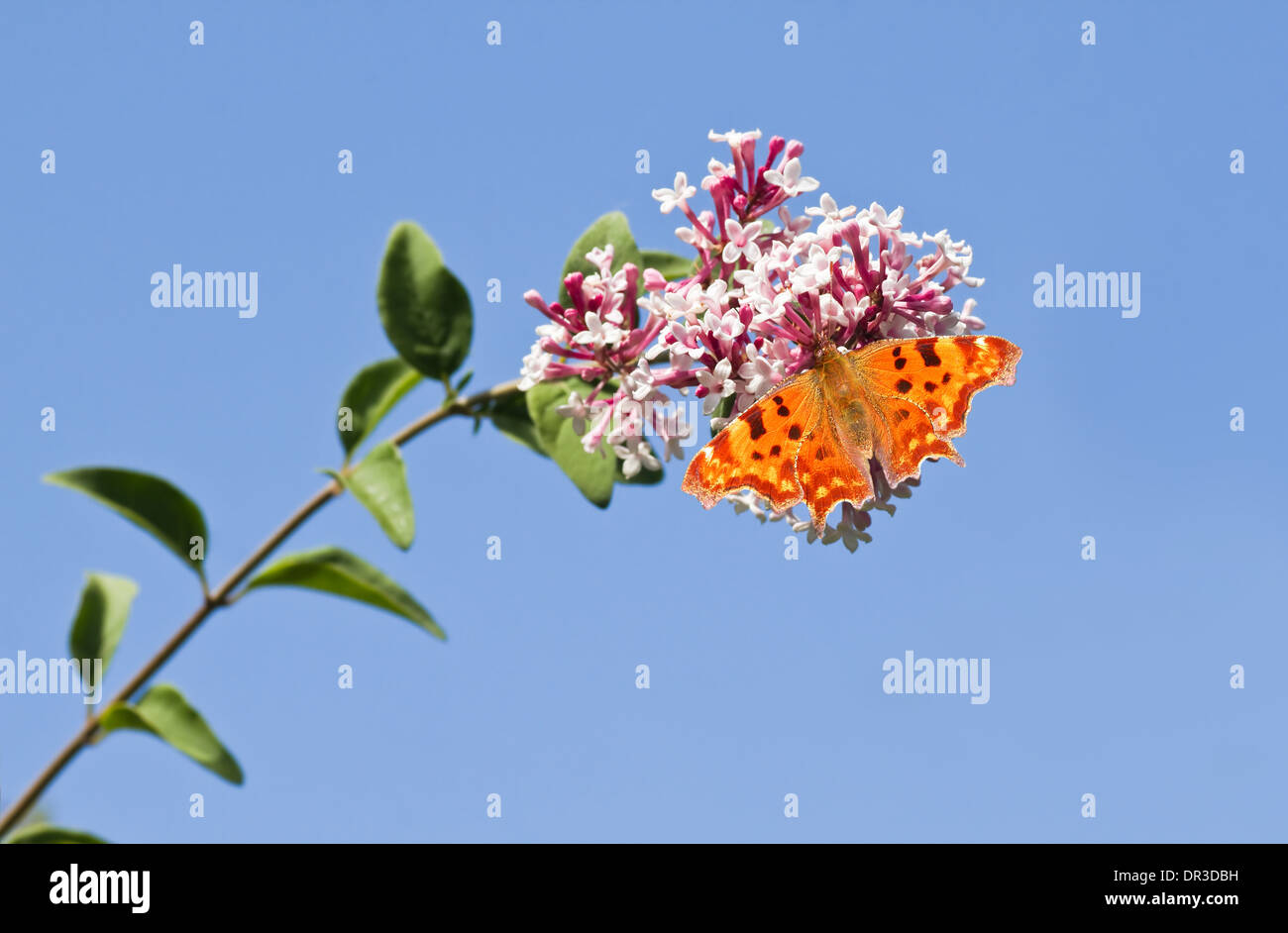 Komma Schmetterling Fütterung auf Syringa Blumen mit blauer Himmelshintergrund Stockfoto