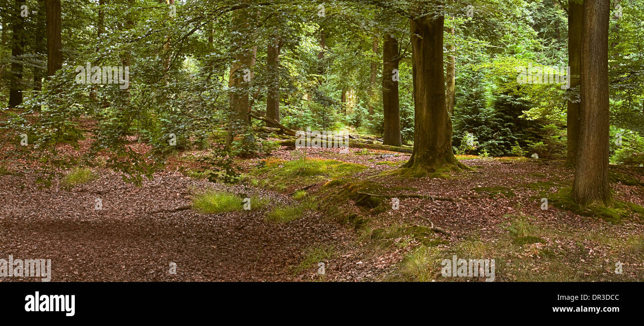 Pano Sommer im Wald mit Moos und Teppich aus getrocknetem Laub auf dem Boden Stockfoto