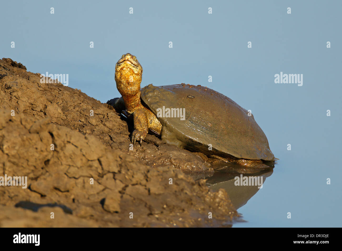 Behelmte Sumpfschildkröte (Pelomedusa Subrufa) ruht auf dem Wasser stand, Südliches Afrika Stockfoto