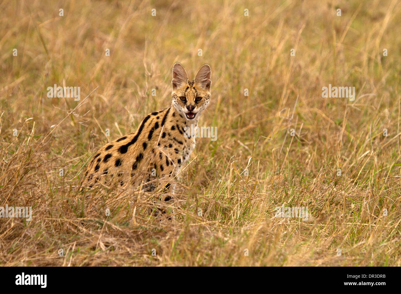 Serval Katze, Leptailurus Serval Jagd Stockfoto
