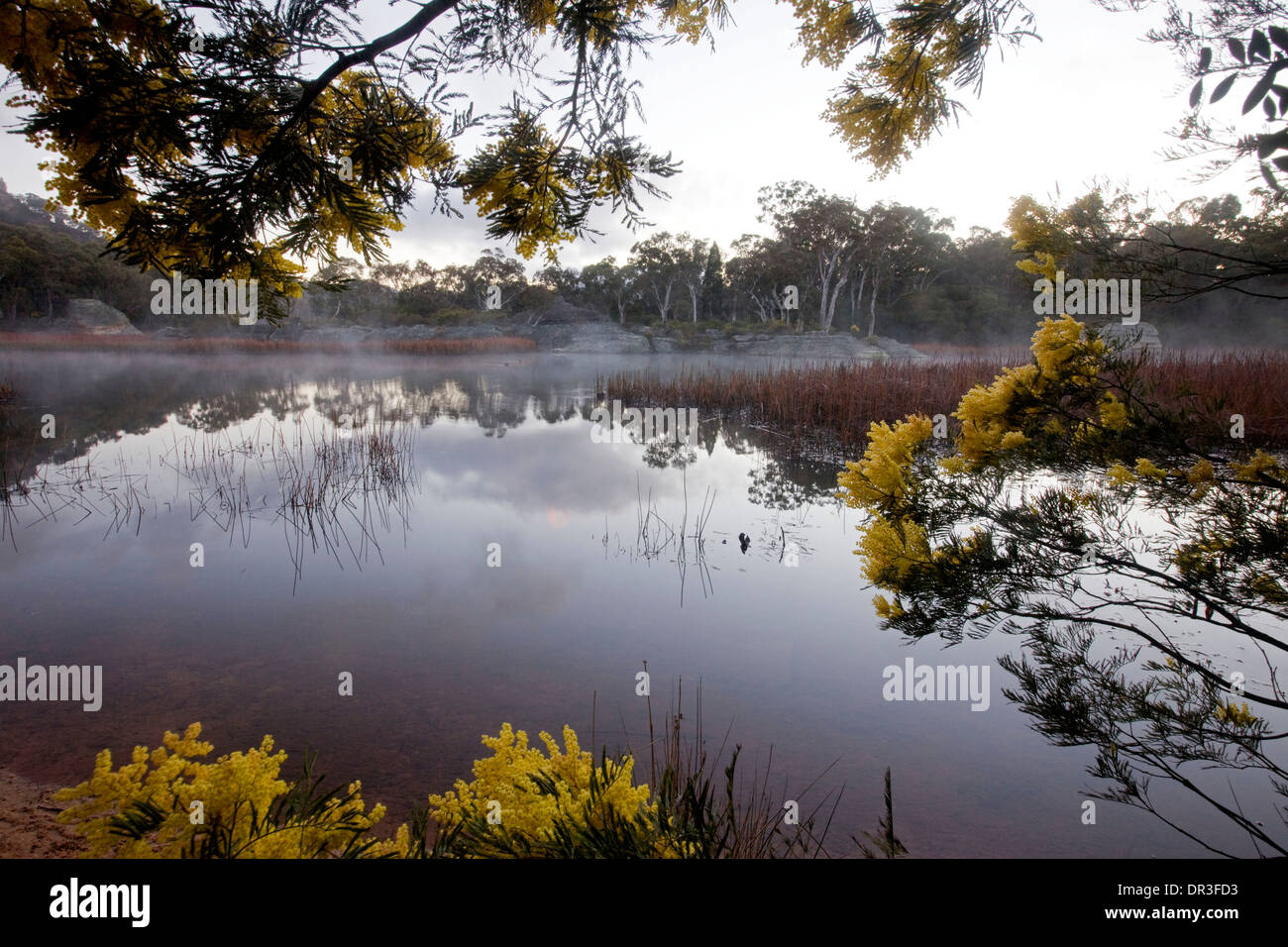 Spektakuläre Landschaft, Nebel über See, Feuchtgebiete, eingefasst mit Wildblumen Dunns Sumpf Wollemi Nationalpark NSW Australia Stockfoto