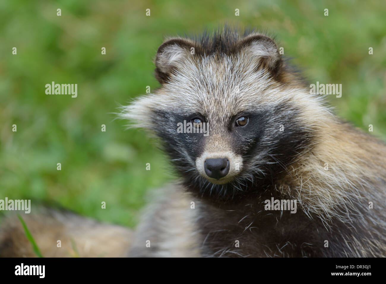 Marderhund Nyctereutes Procyonoides, Europäische Marderhund Stockfoto