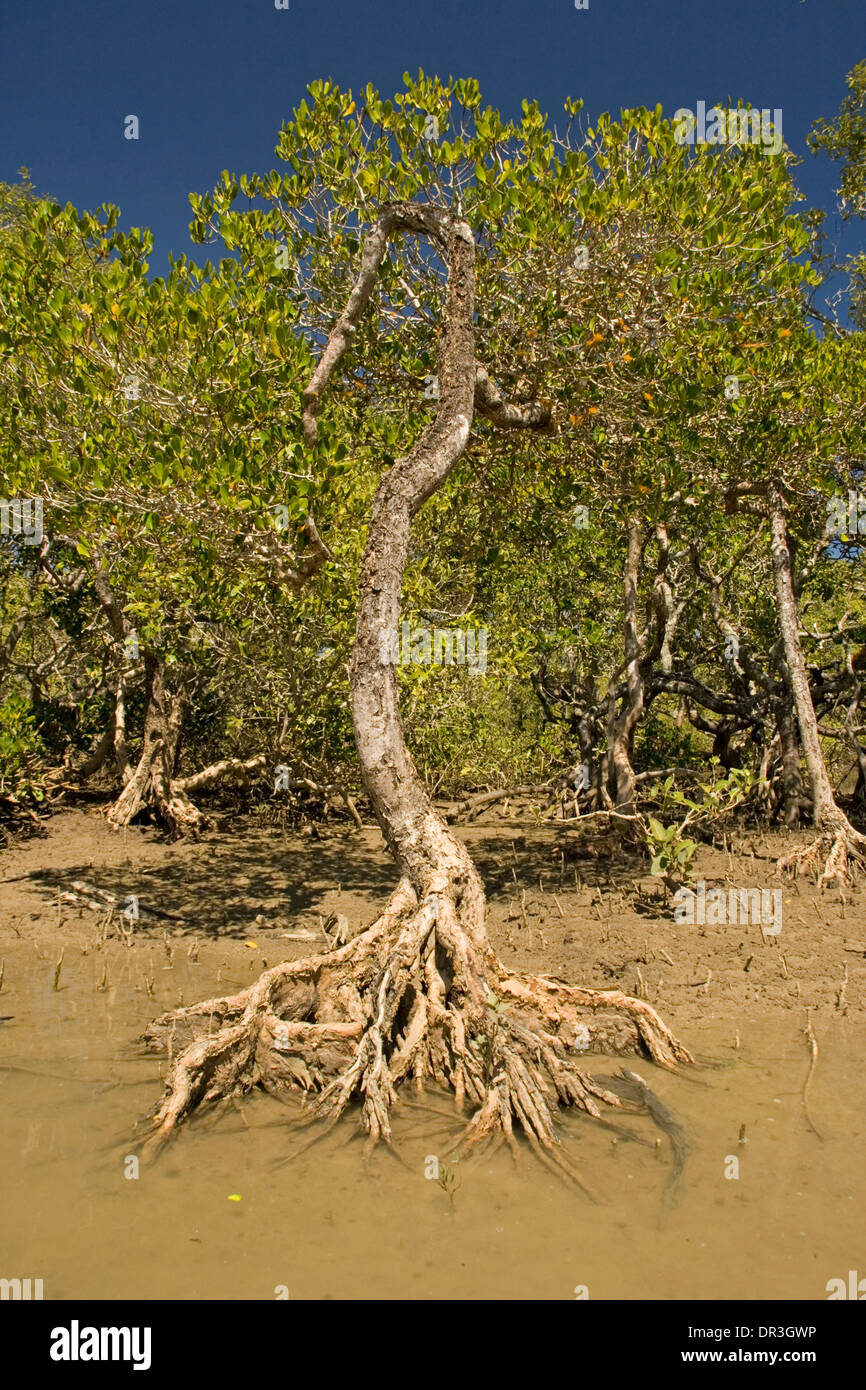 Einsame Mangrove Baum wächst auf schlammigen Bank mit Wurzeln ausgesetzt und Tipps im klaren Wasser der Küste Flussmündung Stockfoto