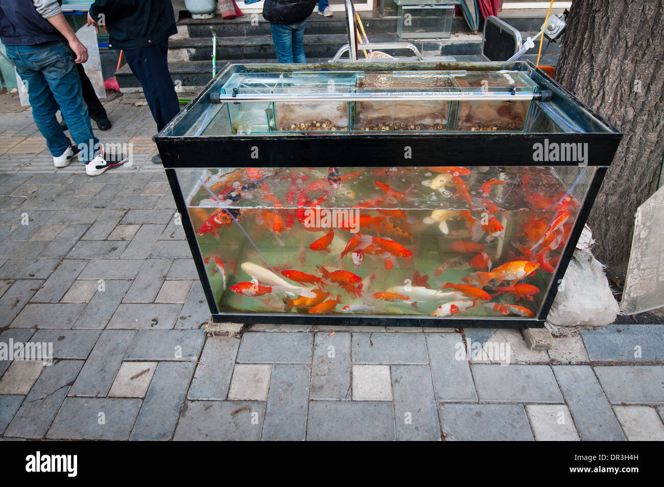 Aquarium mit roten Fischen auf Bürgersteig vor der Zoohandlung, Peking, China Stockfoto