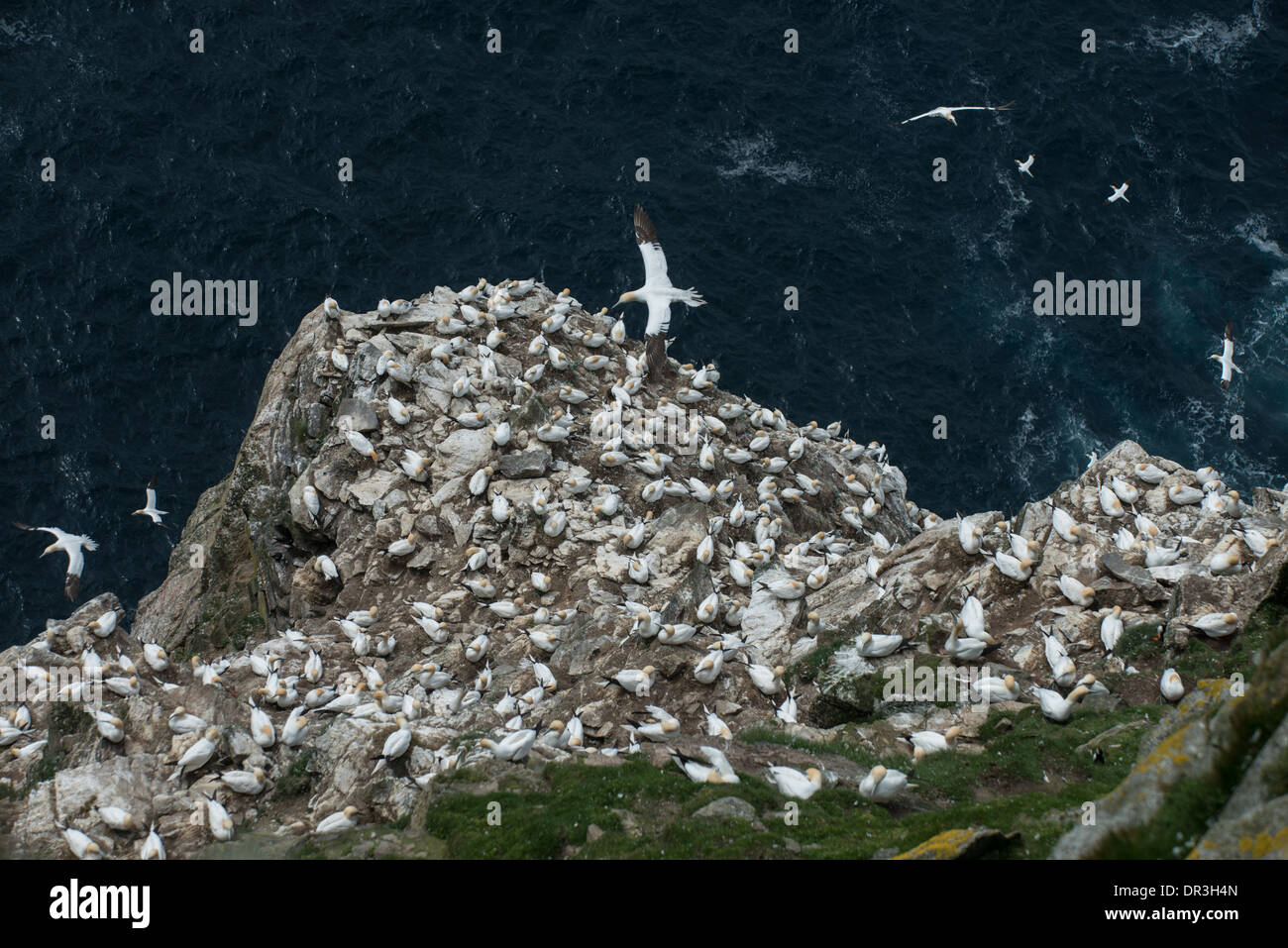 Tölpel: Morus Bassanus. Hermaness, Shetland, Schottland Stockfoto