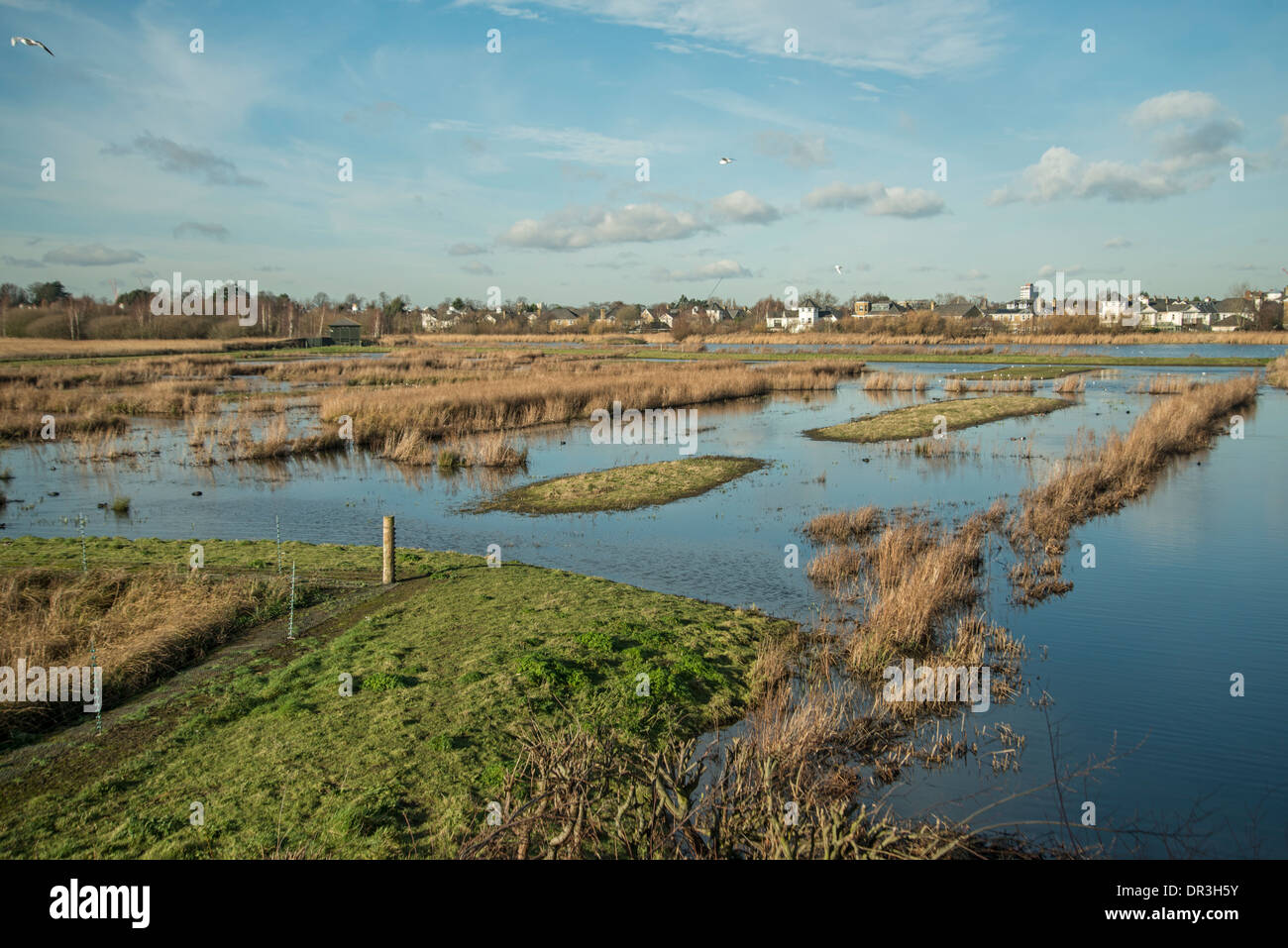 London Wetland Centre, Barnes, Surrey, England Stockfoto