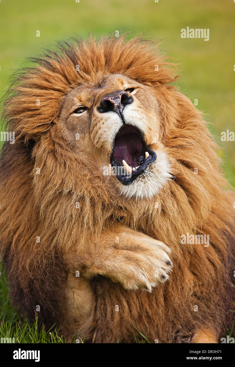 African Lion, Panthera Leo, ausdrucksstarke Gesicht sieht aus wie Kenneth Williams Stockfoto