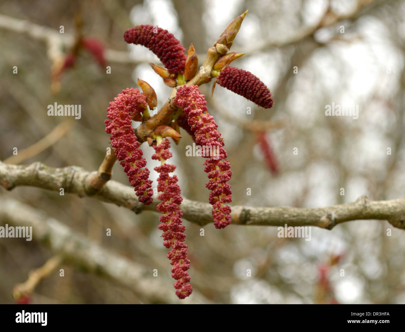 Schwarz-Pappel, Populus Nigra, männlichen Kätzchen Stockfoto