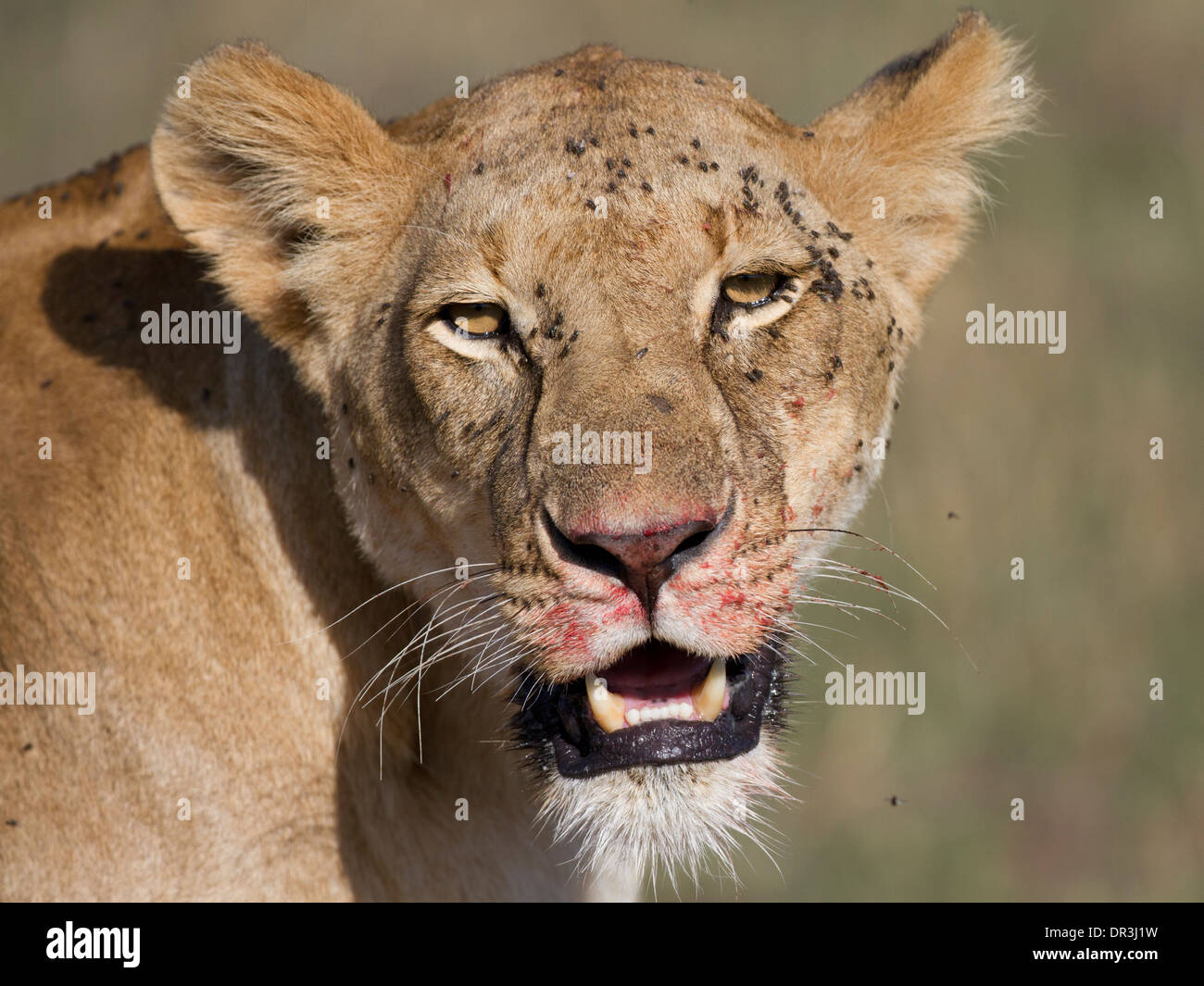 Löwengesicht bedeckt im Blut und fliegen Stockfoto