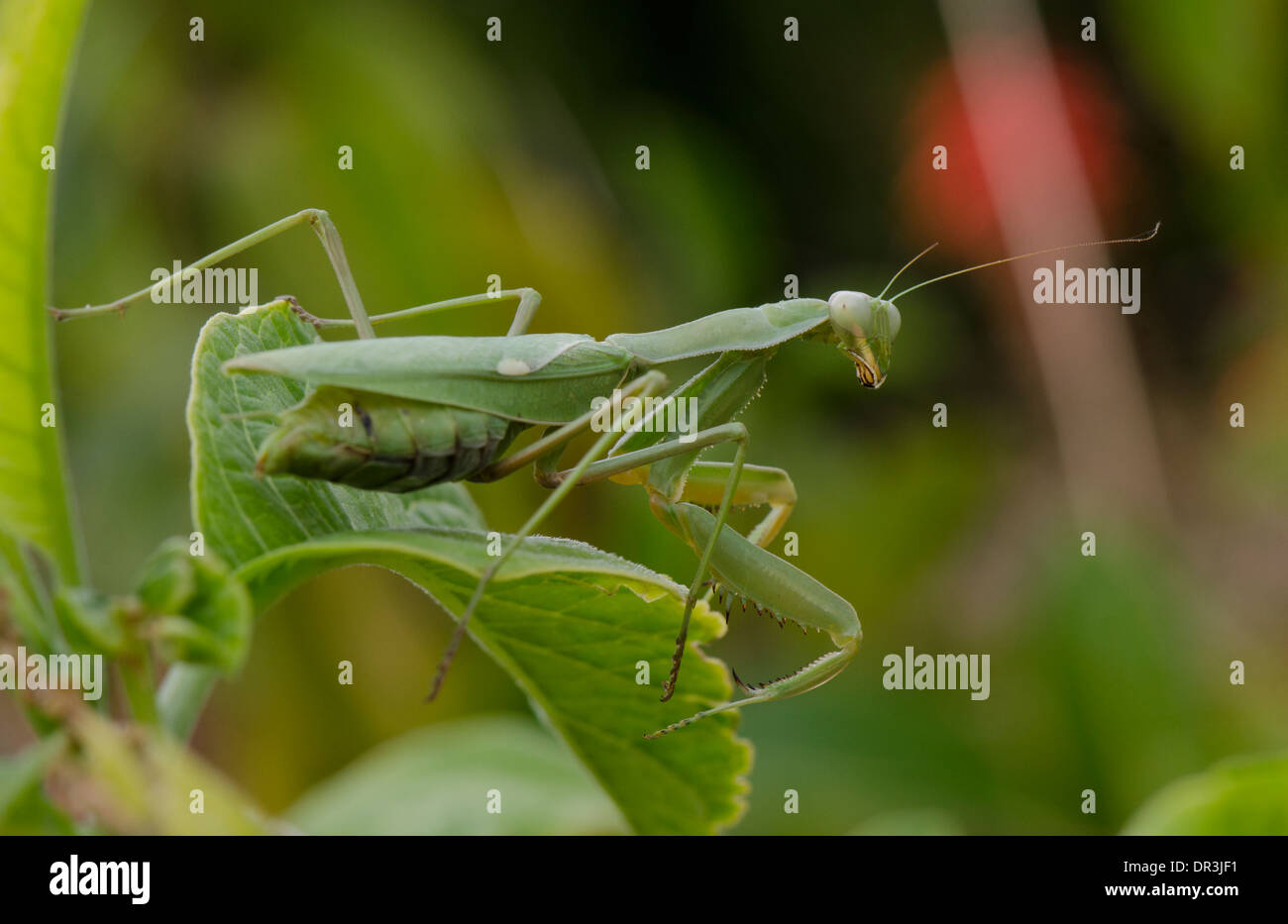 Eine Gottesanbeterin, Mantis Religiosa, Spanien. Stockfoto
