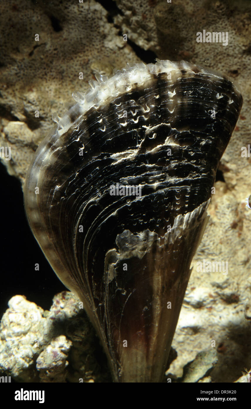 Gemeinsame razor Clam oder Bicolor Stifteschale (Pinna bicolor) Stockfoto