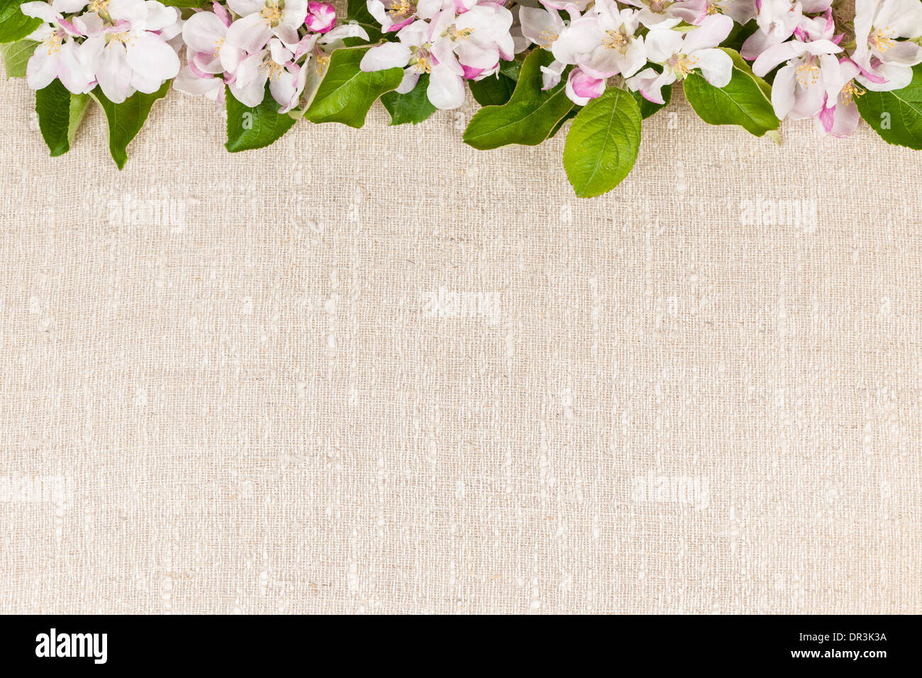 Natürlichen Leinen Hintergrund mit Frühlingsblumen Apple blossom Stockfoto