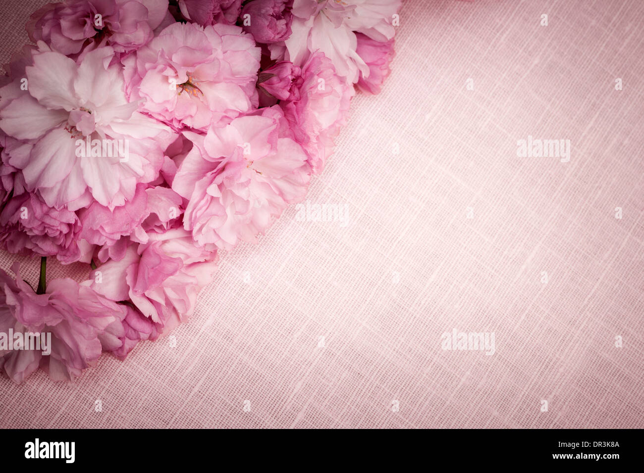 Rosa Leinen Hintergrund mit Kirschblüten Stockfoto