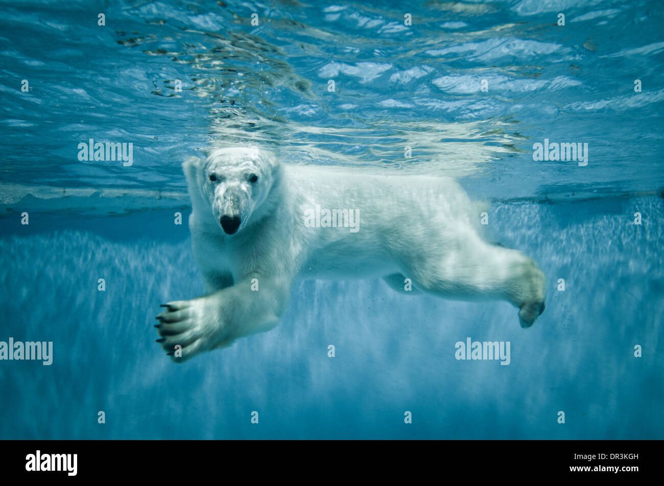 Schwimmen Eisbär - Thalarctos Maritimus (Ursus Maritimus) Stockfoto