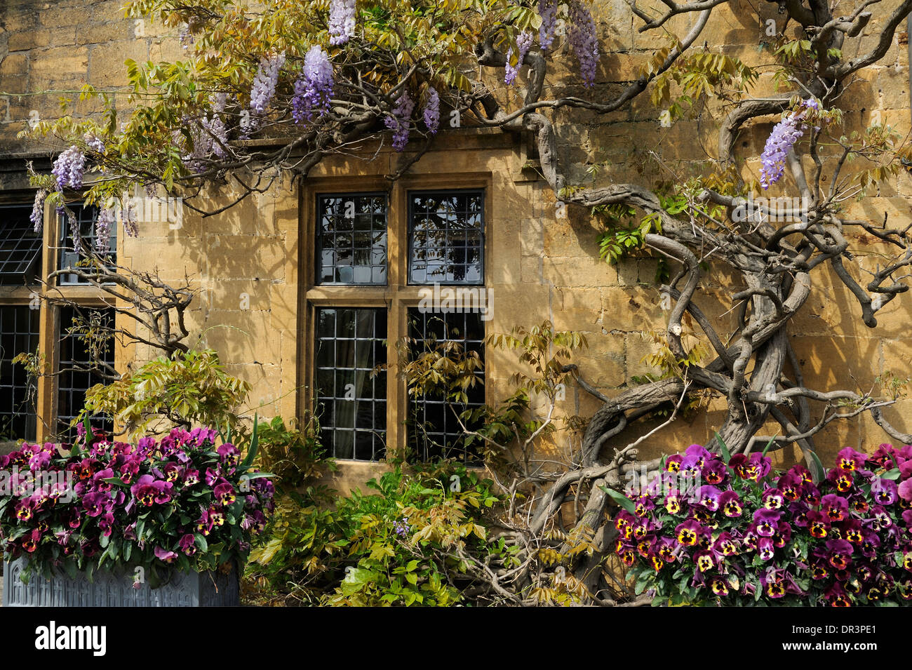 Lila Blüten außerhalb eines Gebäudes, High Street, Broadway, Cotswolds, Worcestershire, England, Vereinigtes Königreich, UK, Europa Stockfoto