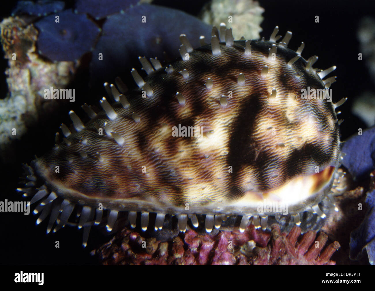 Apfelschnecke (Pomacea sp.) mit Eier Stockfoto