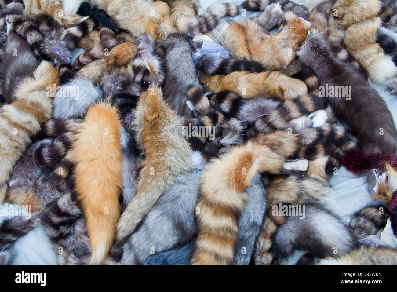 Tierische Haut verstecken Pelt Jokkmokk fair Laponia Schweden Winter Stockfoto