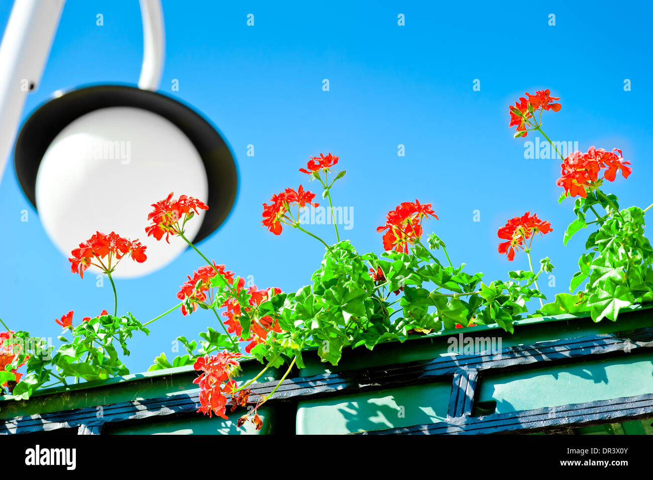 Schöne Blumen in einen Topf geben und die Straßenlaterne Stockfoto