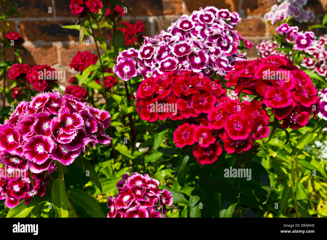 Mehrfarbige Sweet William Dianthus winterhart Biennale Blumen in einem Garten. Stockfoto
