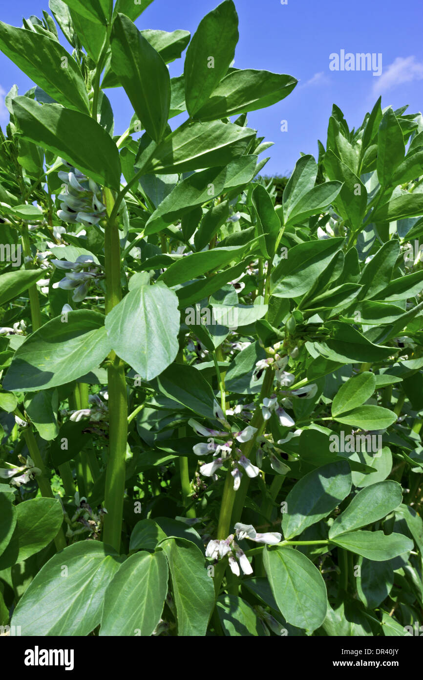 Grüne Bohnen-Aktien mit Blumen in einem Gemüsegarten. Stockfoto