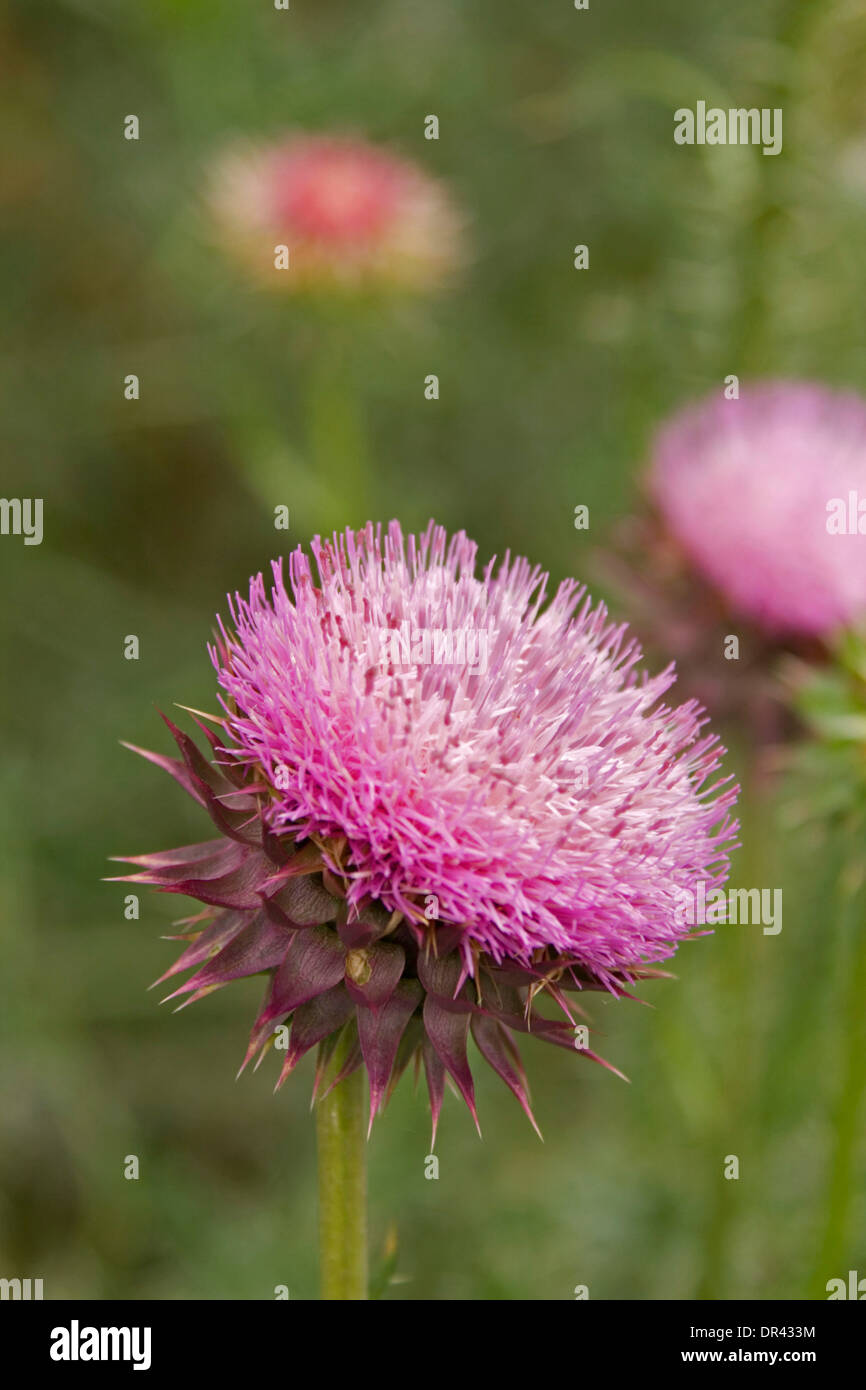 Attraktive rosa / lila Blume der Speer / Scotch Thistle - Cirsium Vulgare - ein Unkraut in Australien vor grünem Hintergrund Stockfoto