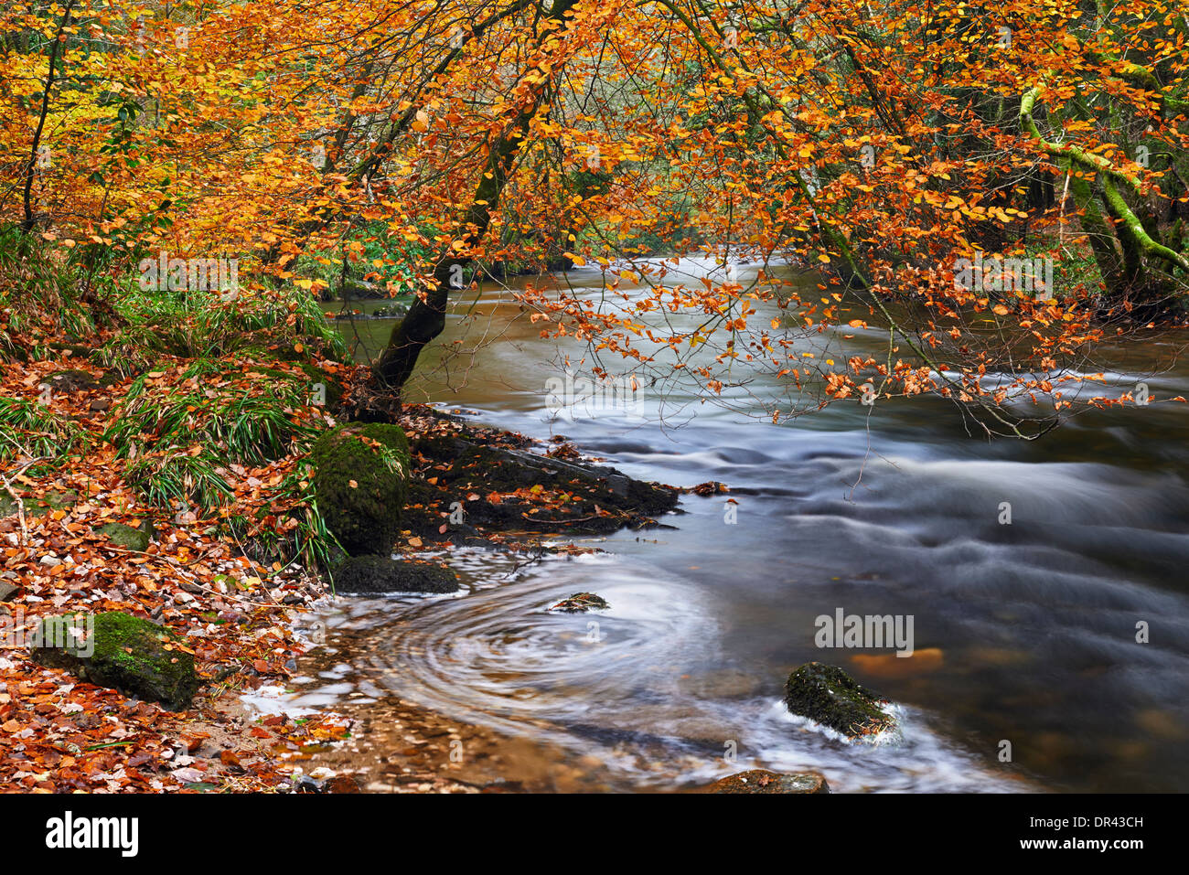 Herbstfärbung entlang dem Fluß Teign. Stockfoto