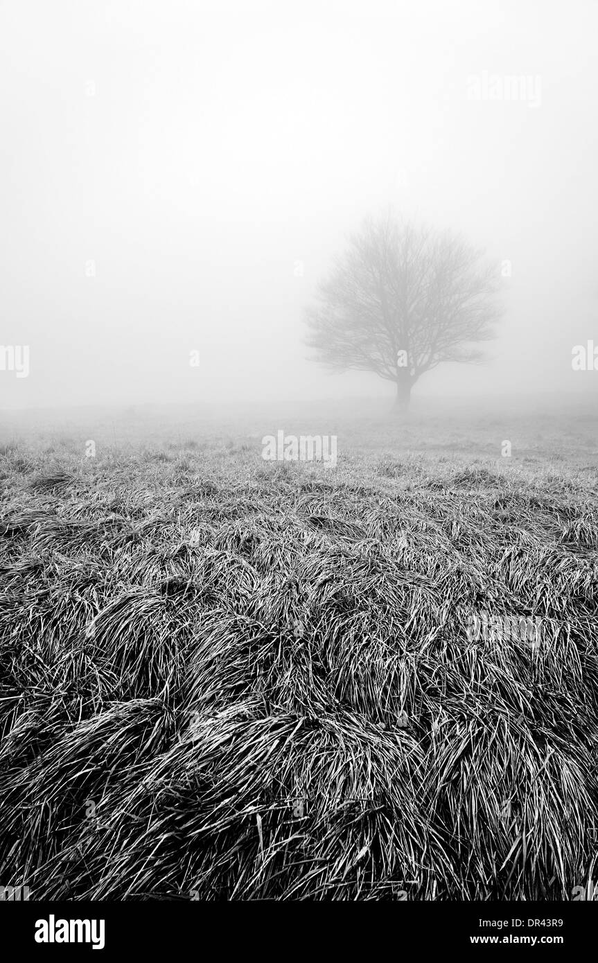 Einzelhaft und einsam Baum mit Nebel in schwarz / weiß Stockfoto