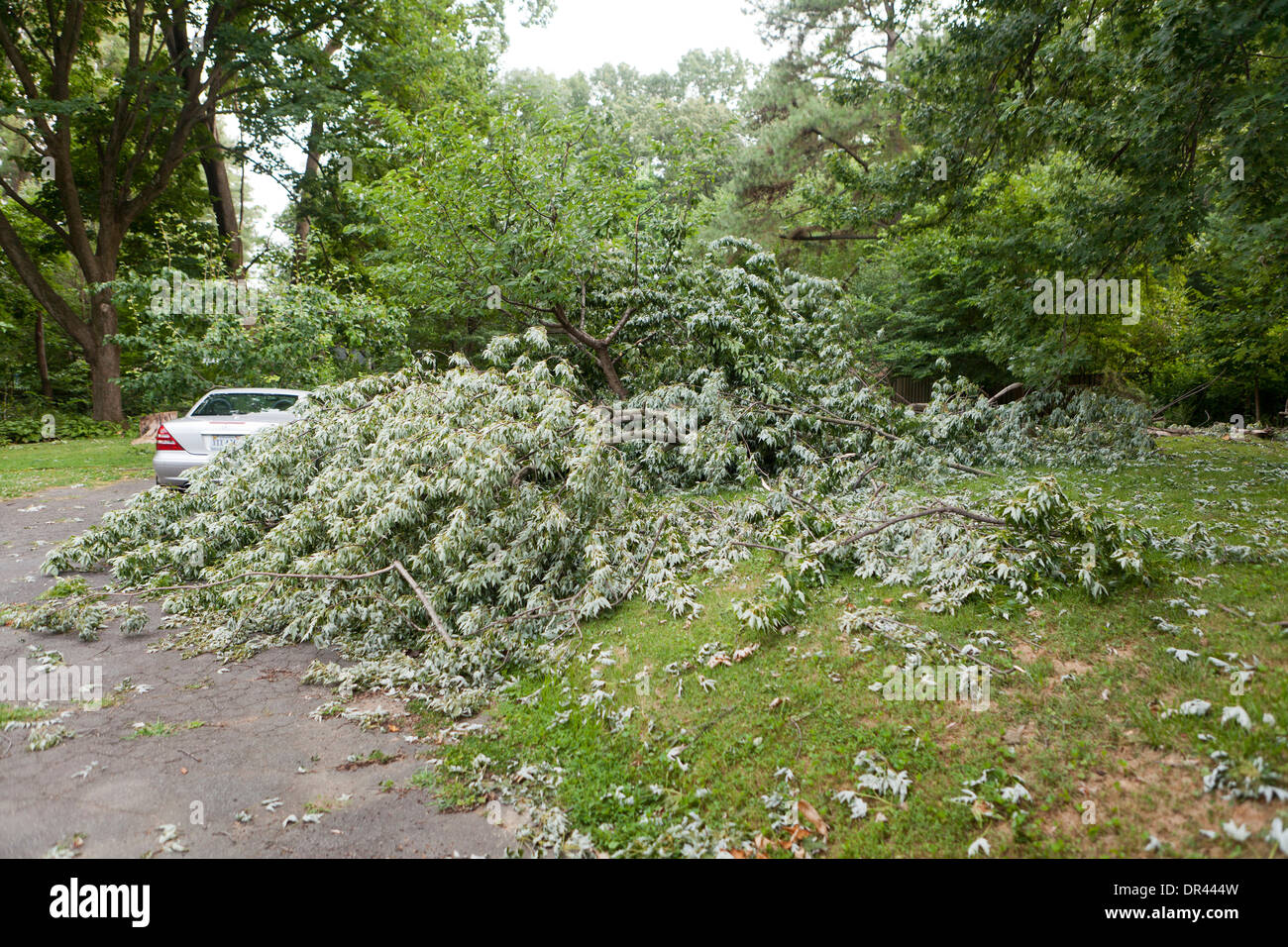 Gefallenen Ast vom Sturm im Hinterhof des Hauses - USA Stockfoto