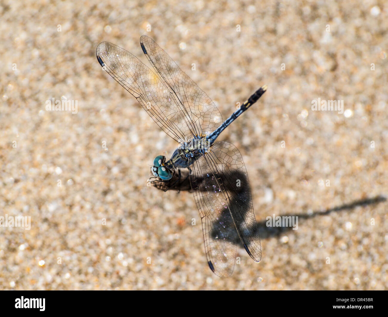 Blaue Libelle im Sand der Goa Strand Stockfoto