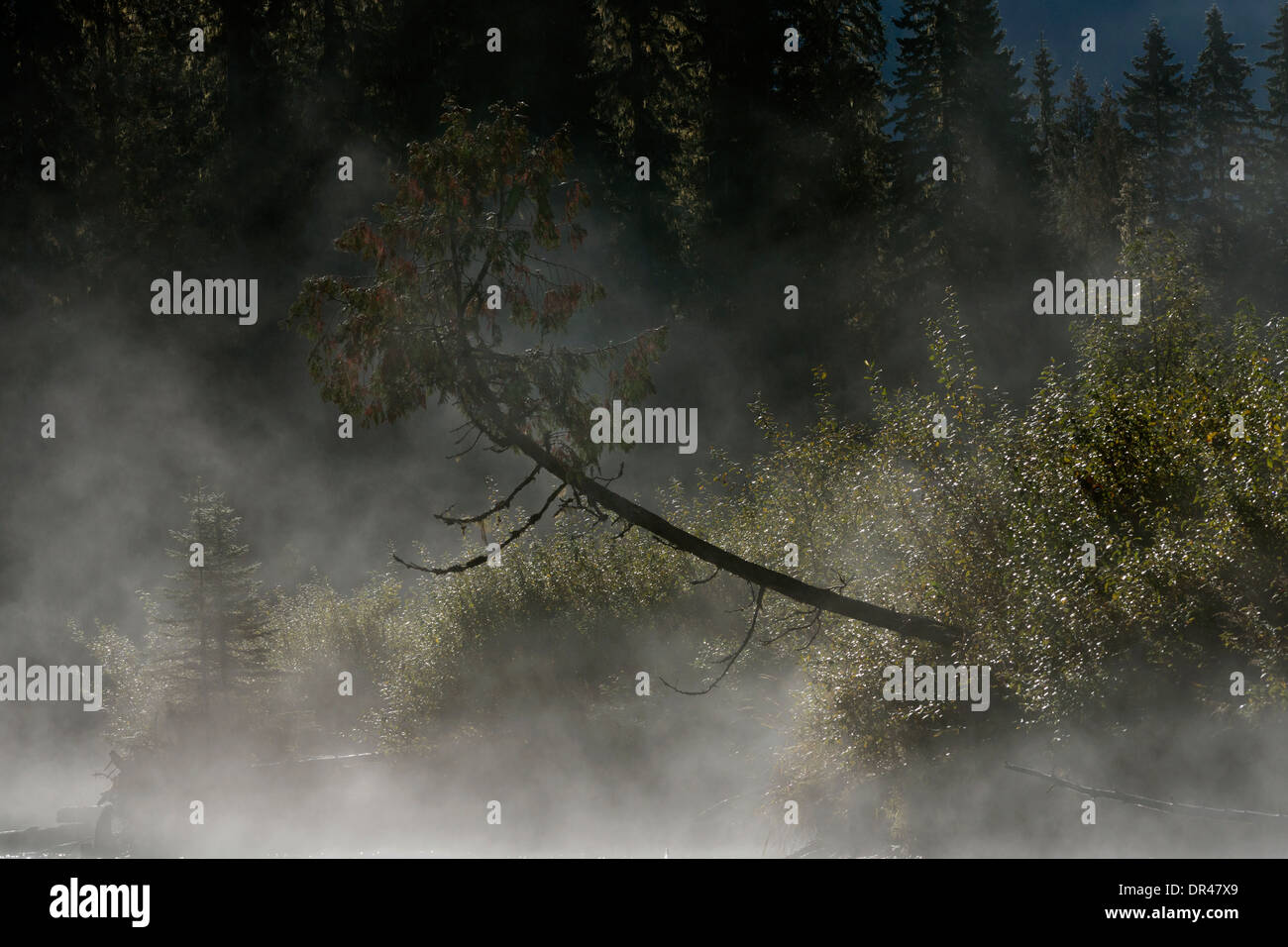 Schiefe Baum in der Morgen Nebel, Mitchell River, Cariboo Chilcotin Region, Britisch-Kolumbien Stockfoto
