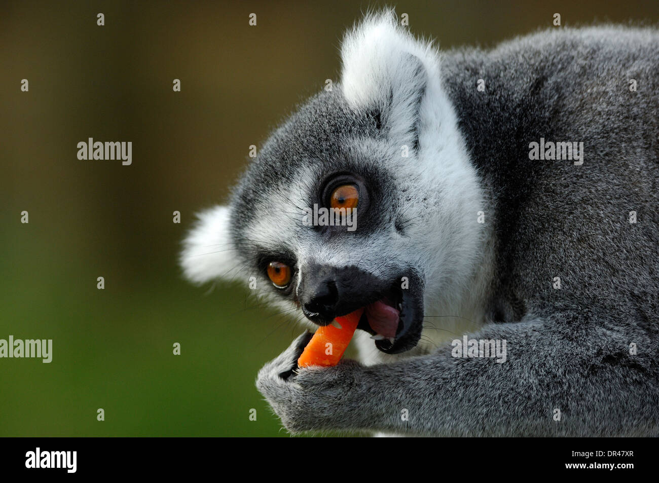 Ring-Tailed Lemur, Lemur Catta Essen eine Karotte in Whipsnade Zoo, nur zur redaktionellen Nutzung Stockfoto