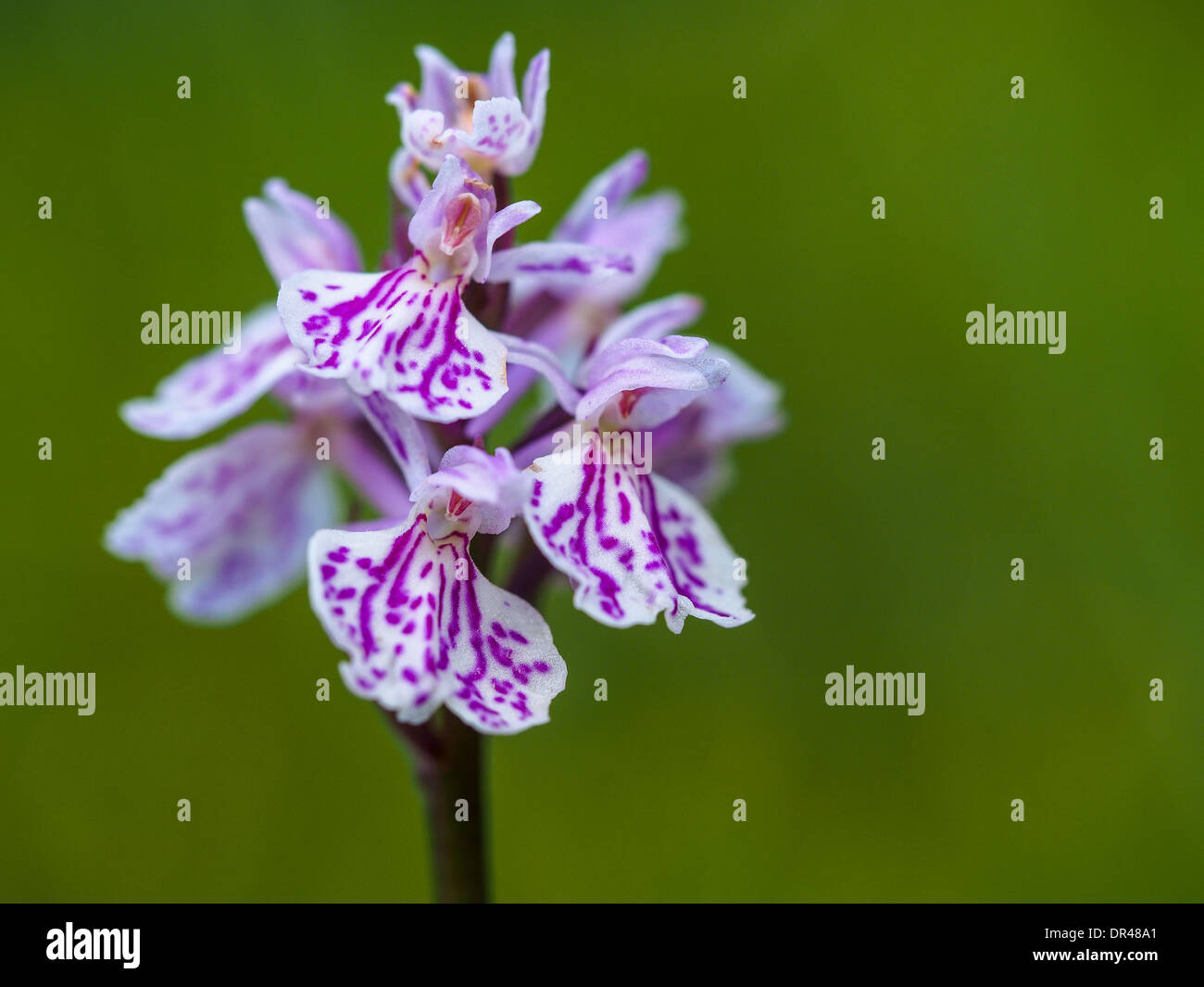 Wild Orchid - Nahaufnahme vom norwegischen Bergen Stockfoto