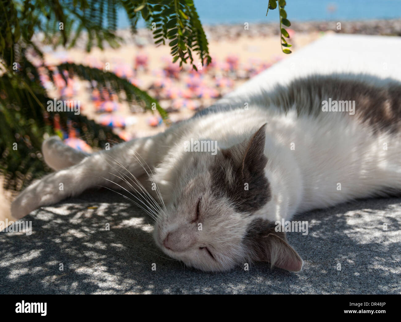 Katze mit Blick auf Strand in Spanien schlafen Stockfoto