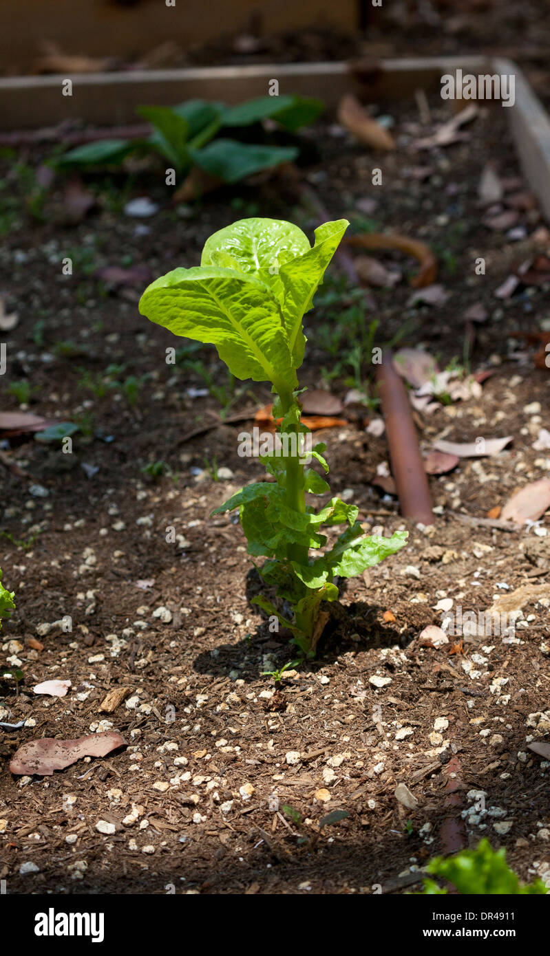 Gemüse im Garten wächst Stockfoto