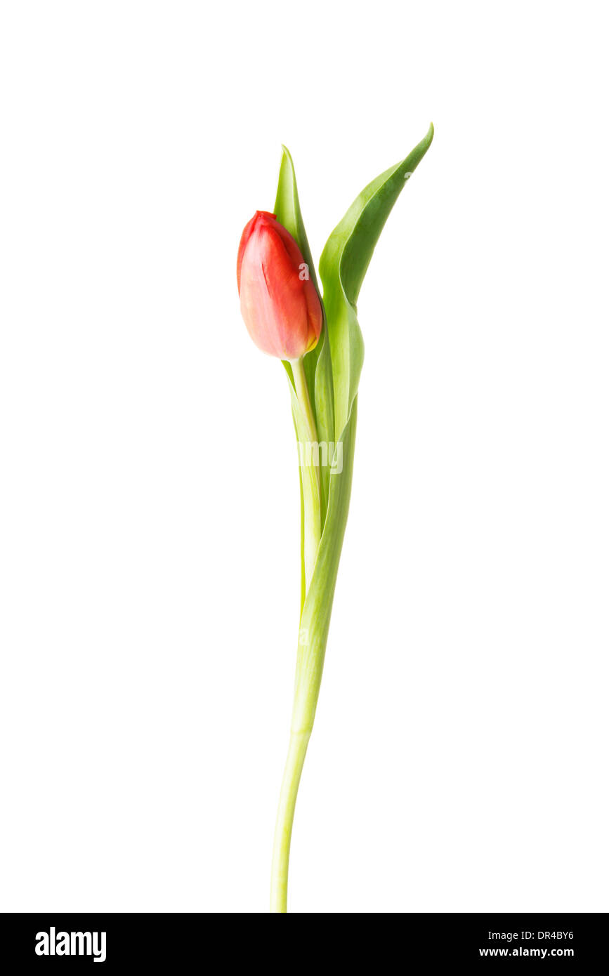 Eine getrennte frische Tulpe Blume. Isoliert auf weiss. Stockfoto